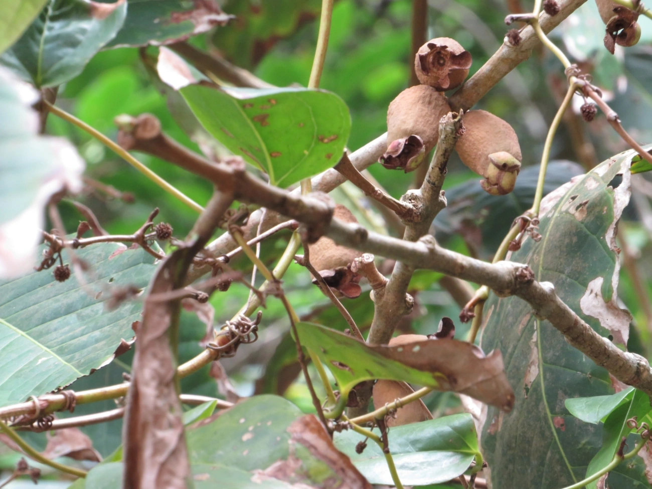 Pitangas (Eugenia), plantas, fotografado em Maresias, São Sebastião