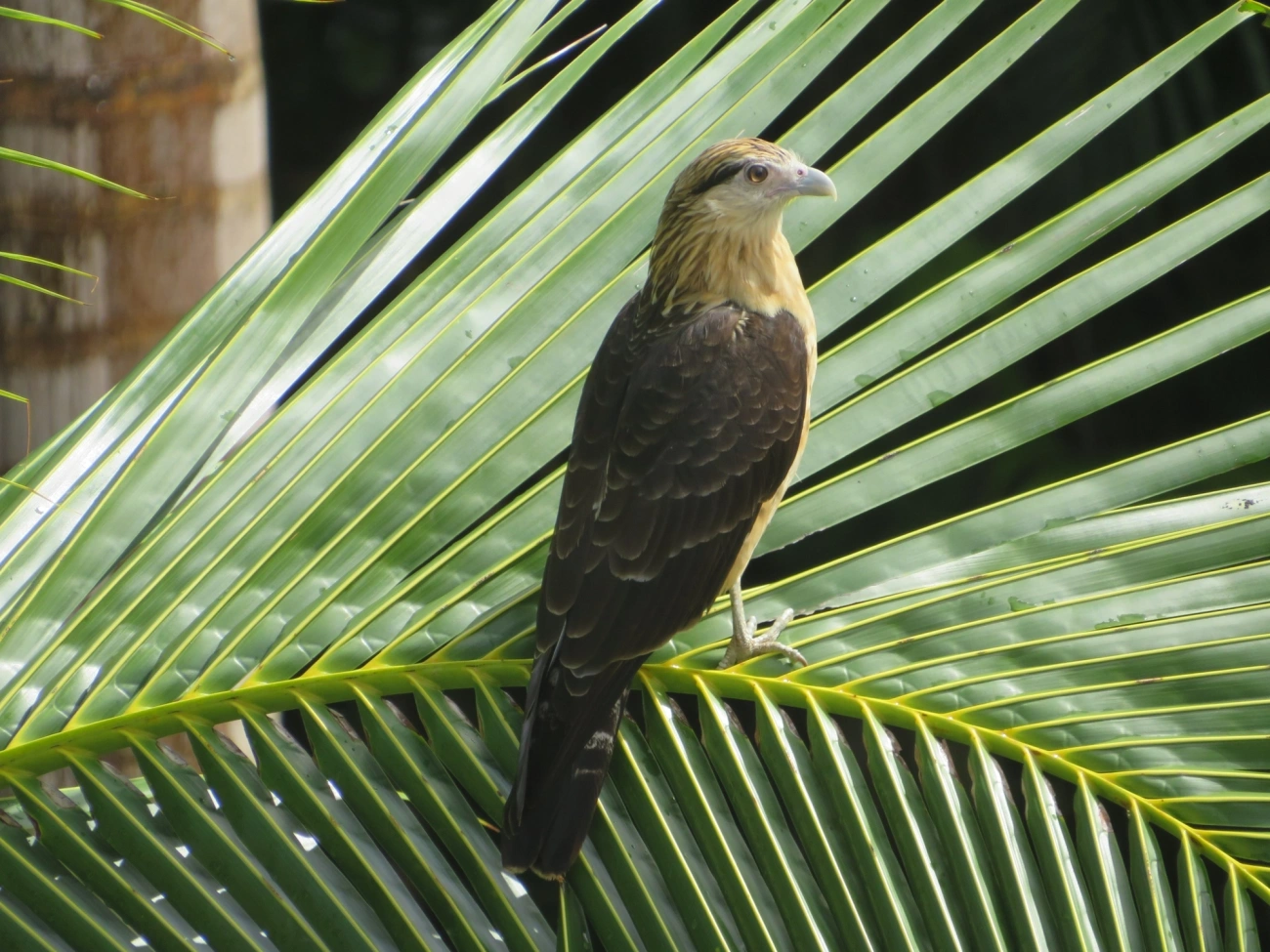 Carrapateiro (Daptrius chimachima), aves, fotografado em Maresias, São Sebastião