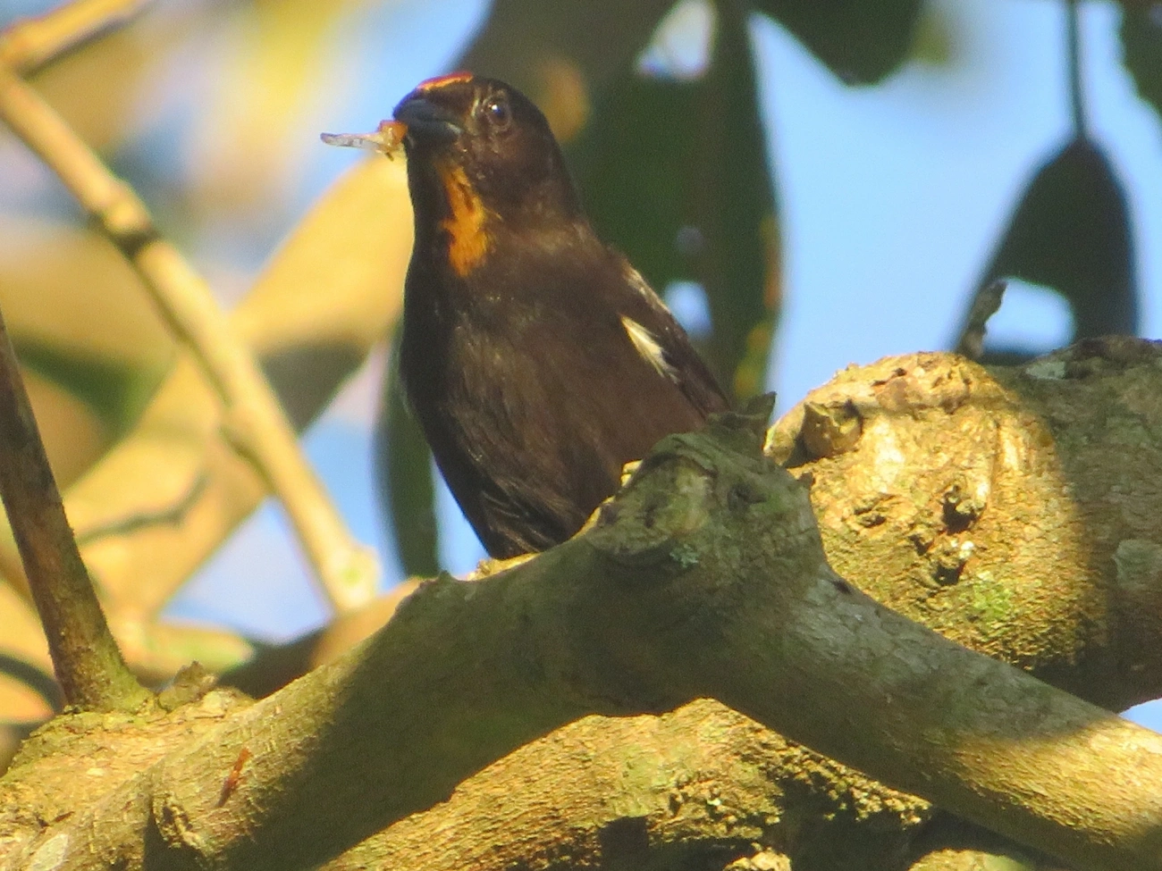Tiê-galo (Loriotus cristatus), aves, fotografado em Maresias, São Sebastião
