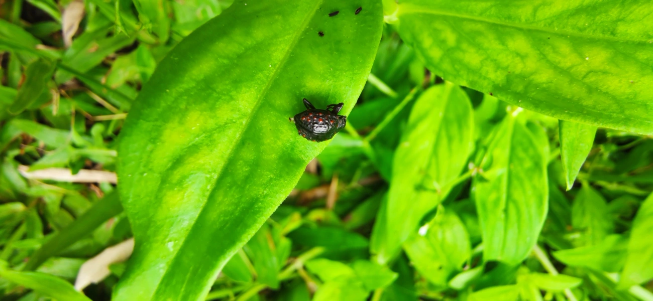 Xenius corallifer, insetos, fotografado em Maresias, São Sebastião