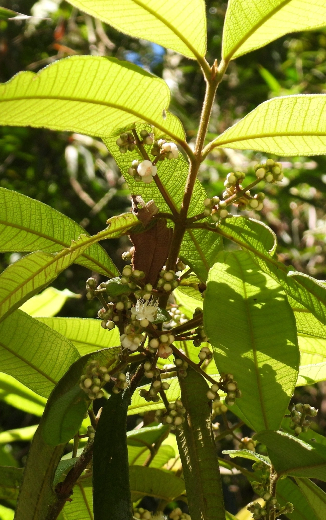 Guamirim-de-folha-miúda (Myrcia splendens), plantas, fotografado em Queluz