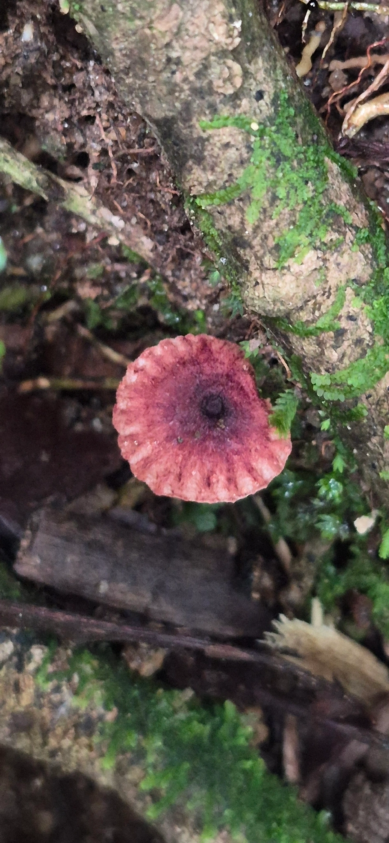 Crinipellis, fungos, fotografado em Camburí, São Sebastião