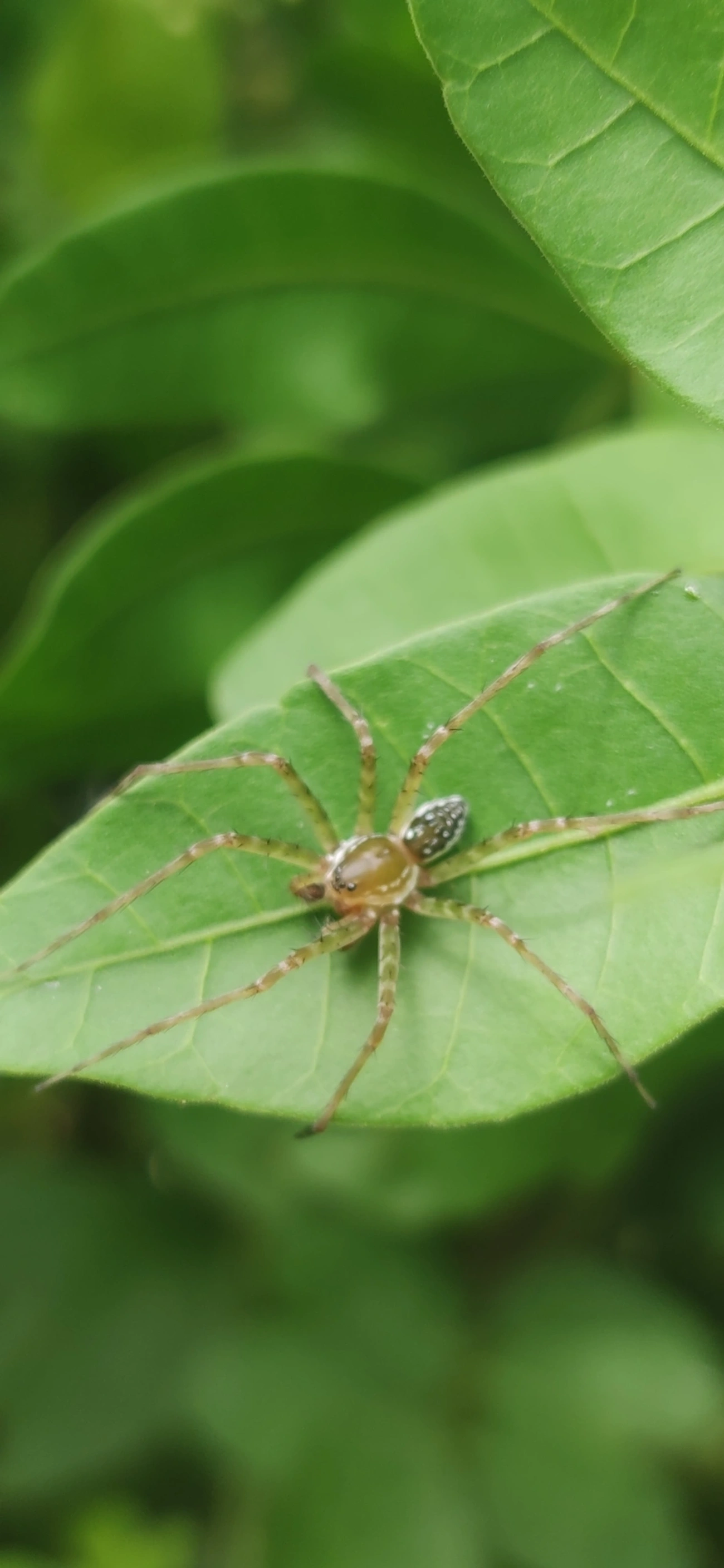 Thaumasia, aracnídeos, fotografado em Maresias, São Sebastião