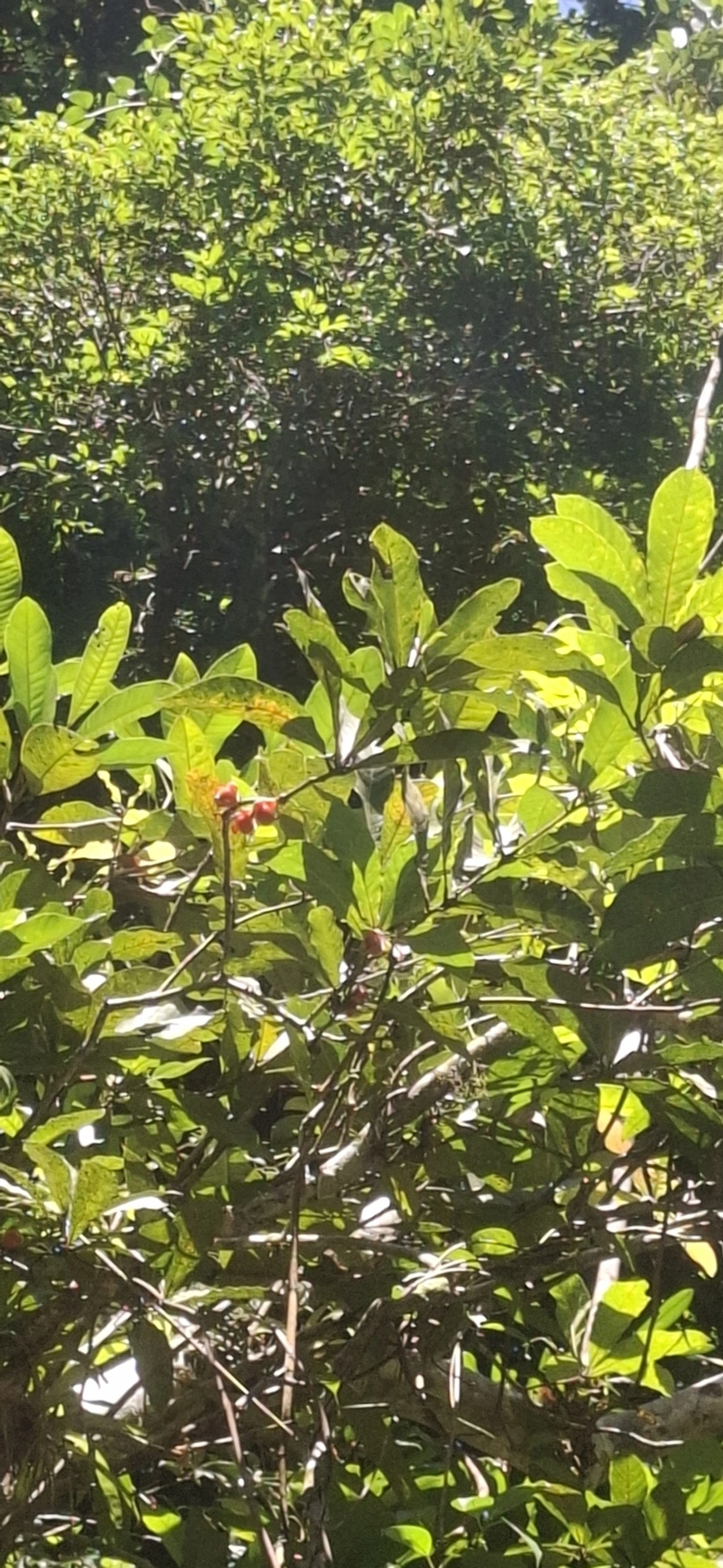 Doliocarpus, plantas, fotografado em Cachoeira das Sete Quedas Maresias, São Sebastião
