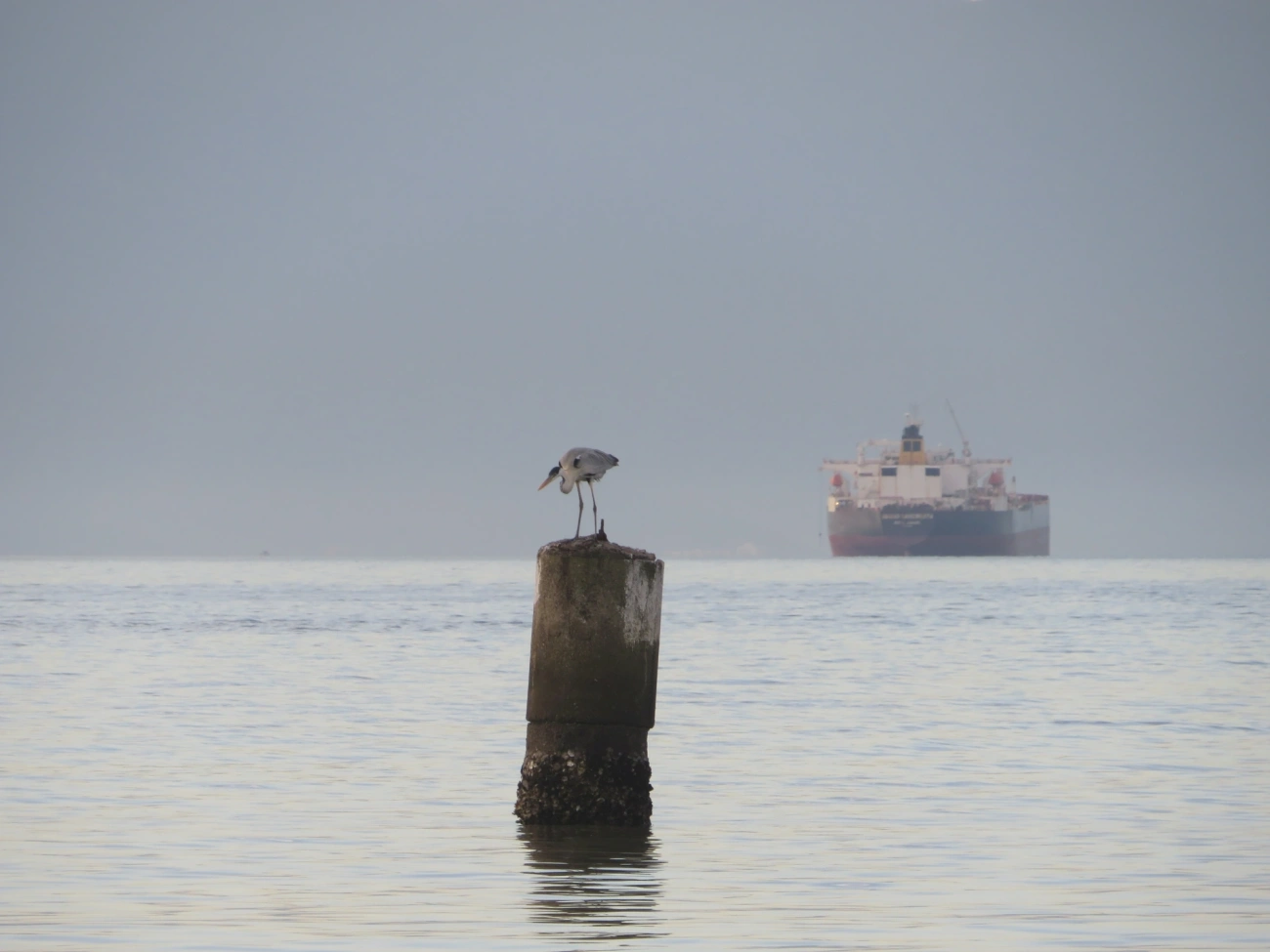 Garça-moura (Ardea cocoi), aves, fotografado em Maresias, São Sebastião