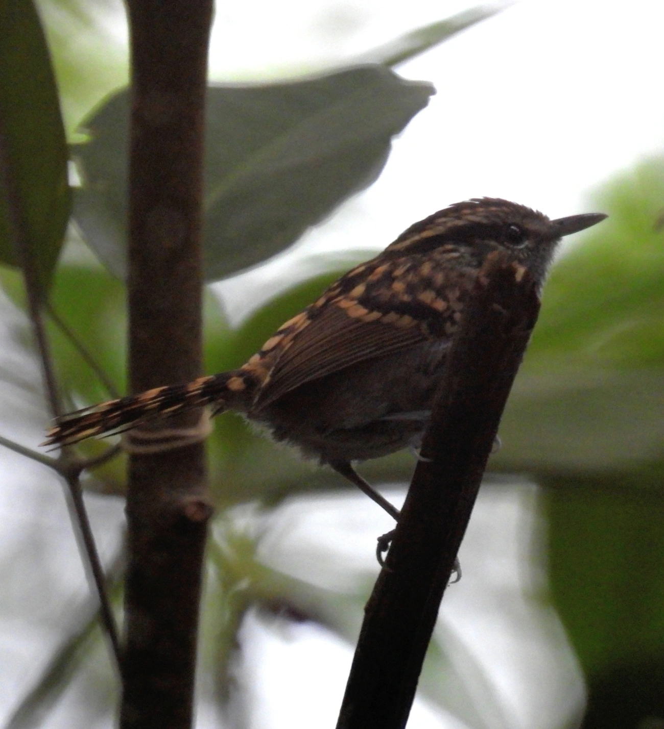 Pintadinho (Drymophila squamata), aves, fotografado em Maresias, São Sebastião