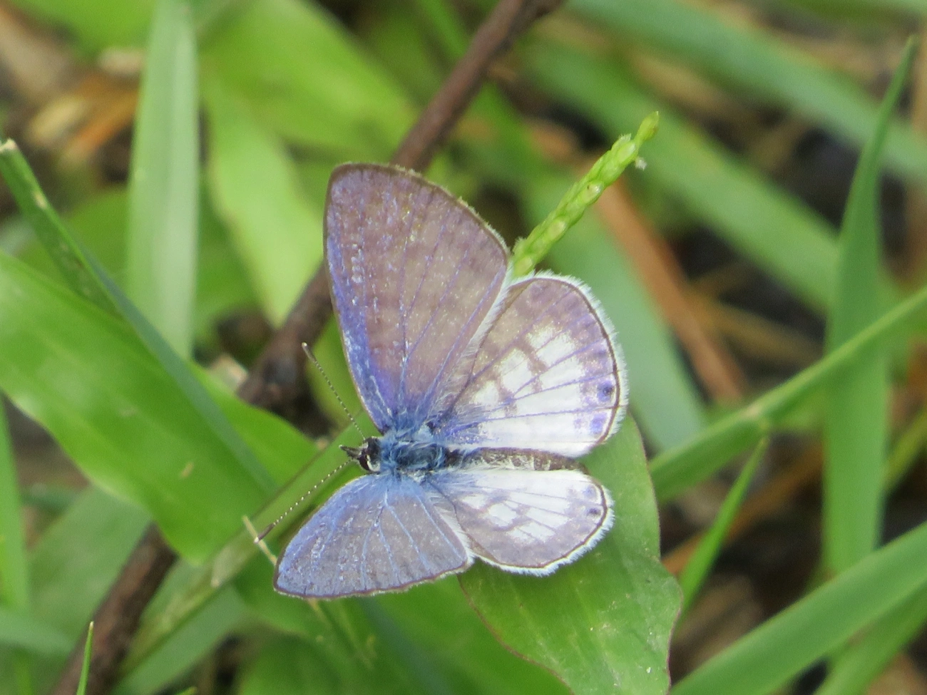 Borboleta-emília (Leptotes cassius), insetos, fotografado em Maresias, São Sebastião