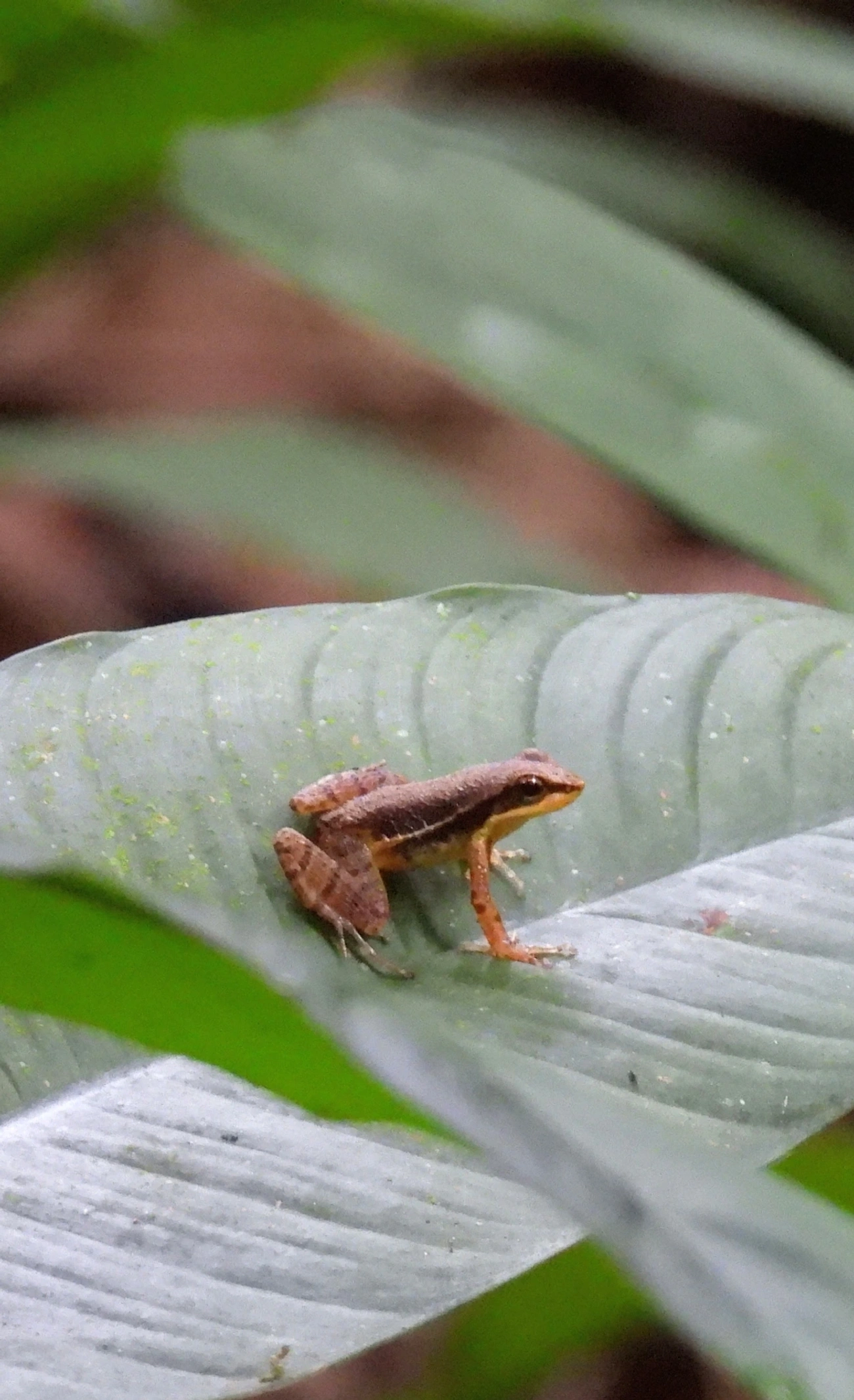 Crossodactylus, anfíbios, fotografado em Maresias, São Sebastião
