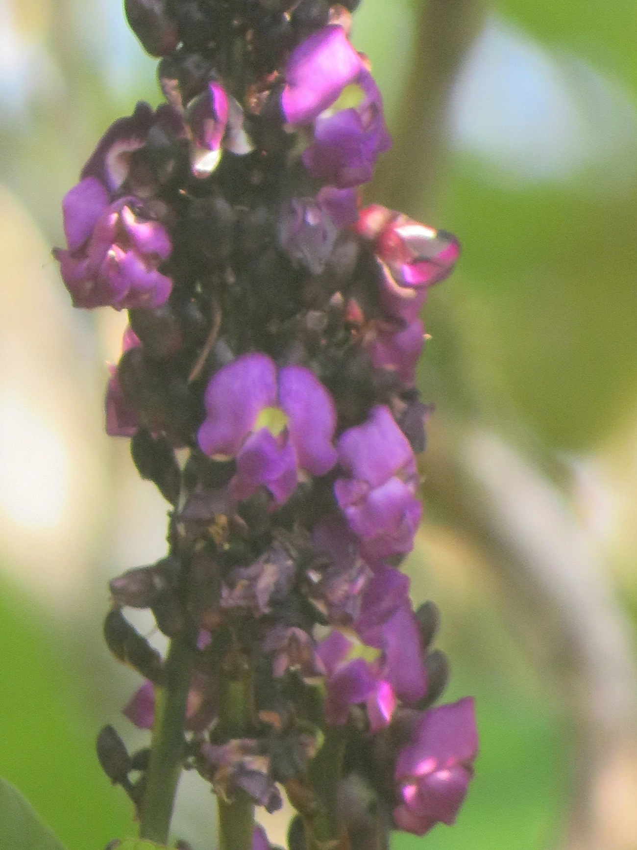 Macropsychanthus wilsonii, plantas, fotografado em Maresias, São Sebastião