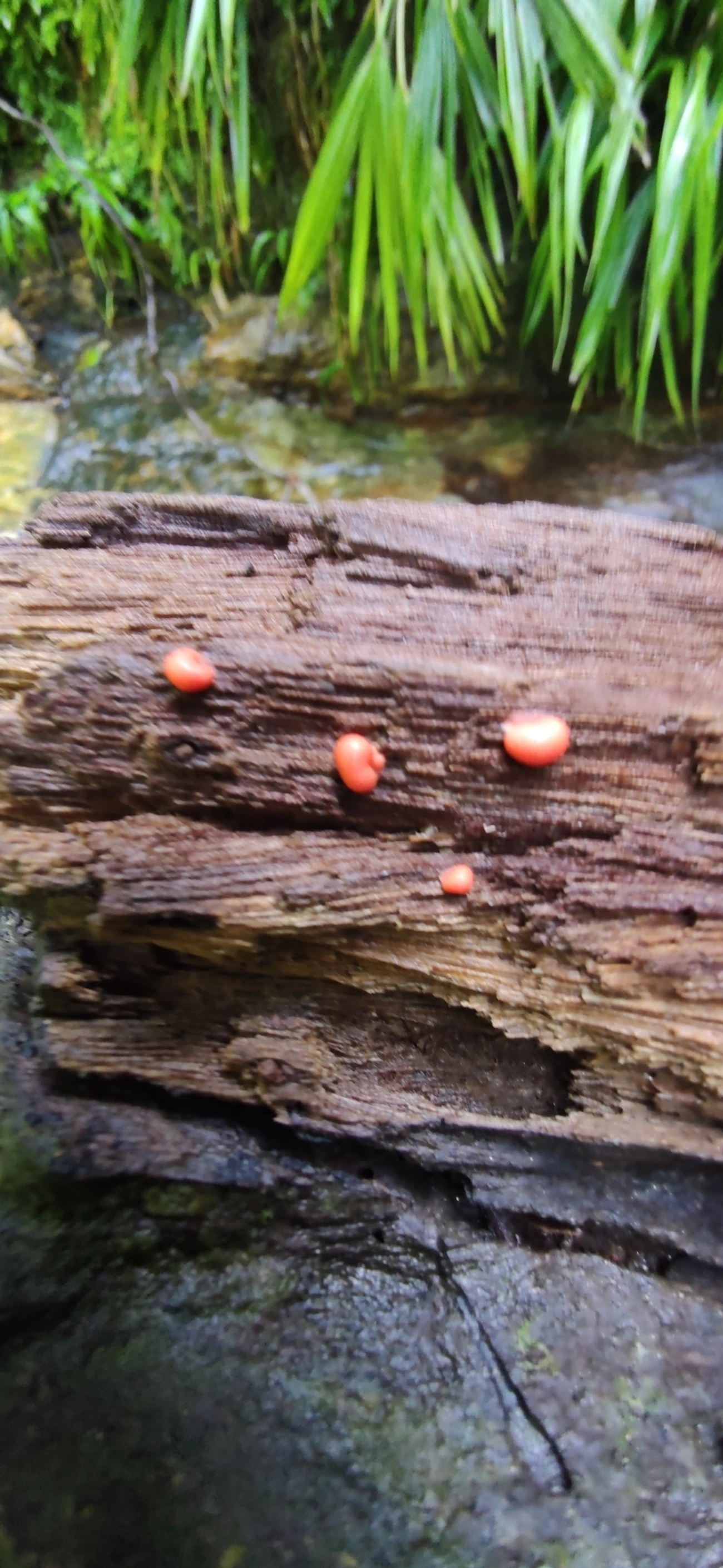 Lycogala, outros, fotografado em Maresias, São Sebastião