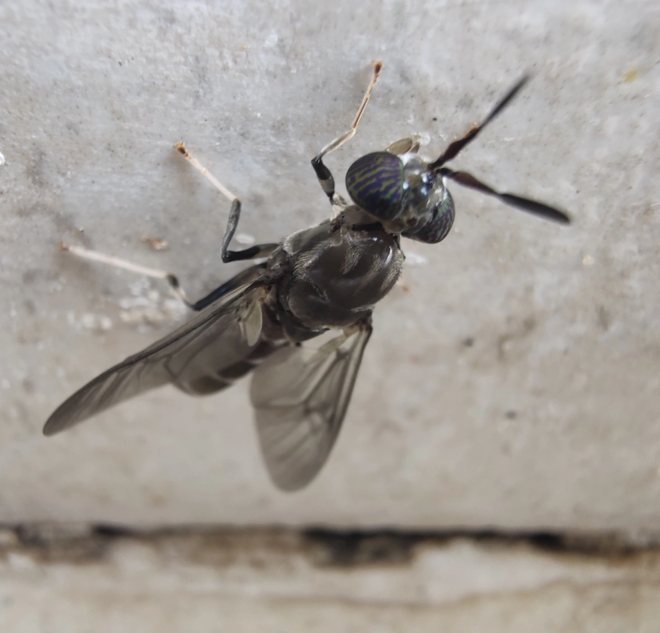Mosca-soldado-negra (Hermetia illucens), insetos, fotografado em Maresias, São Sebastião