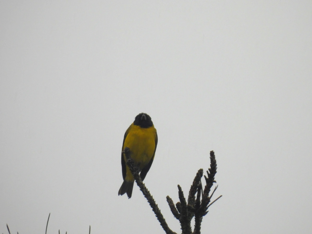 Pintassilgo (Spinus magellanicus), aves, fotografado em Santa Isabel