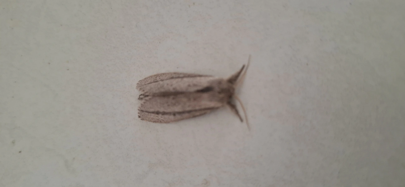 Heorta pulchra, insetos, fotografado em Maresias, São Sebastião