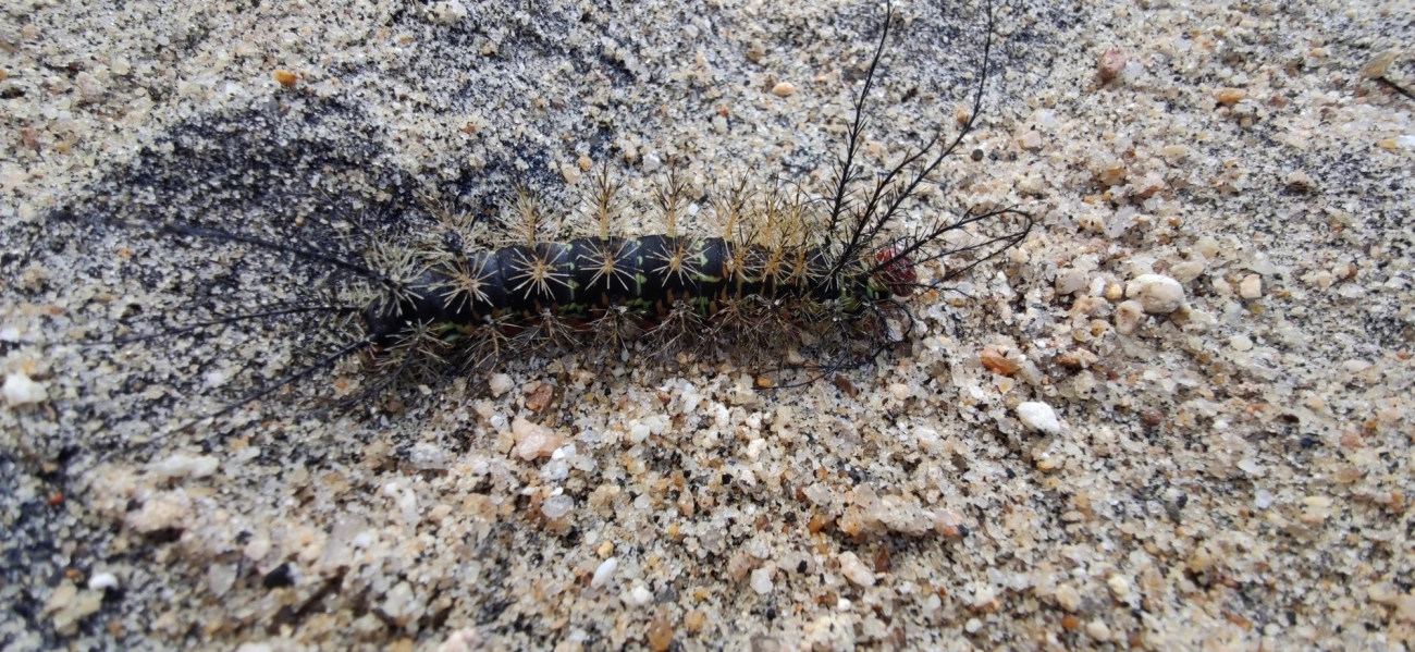 Borboletas e traças (Lepidoptera), insetos, fotografado em Caraguatatuba