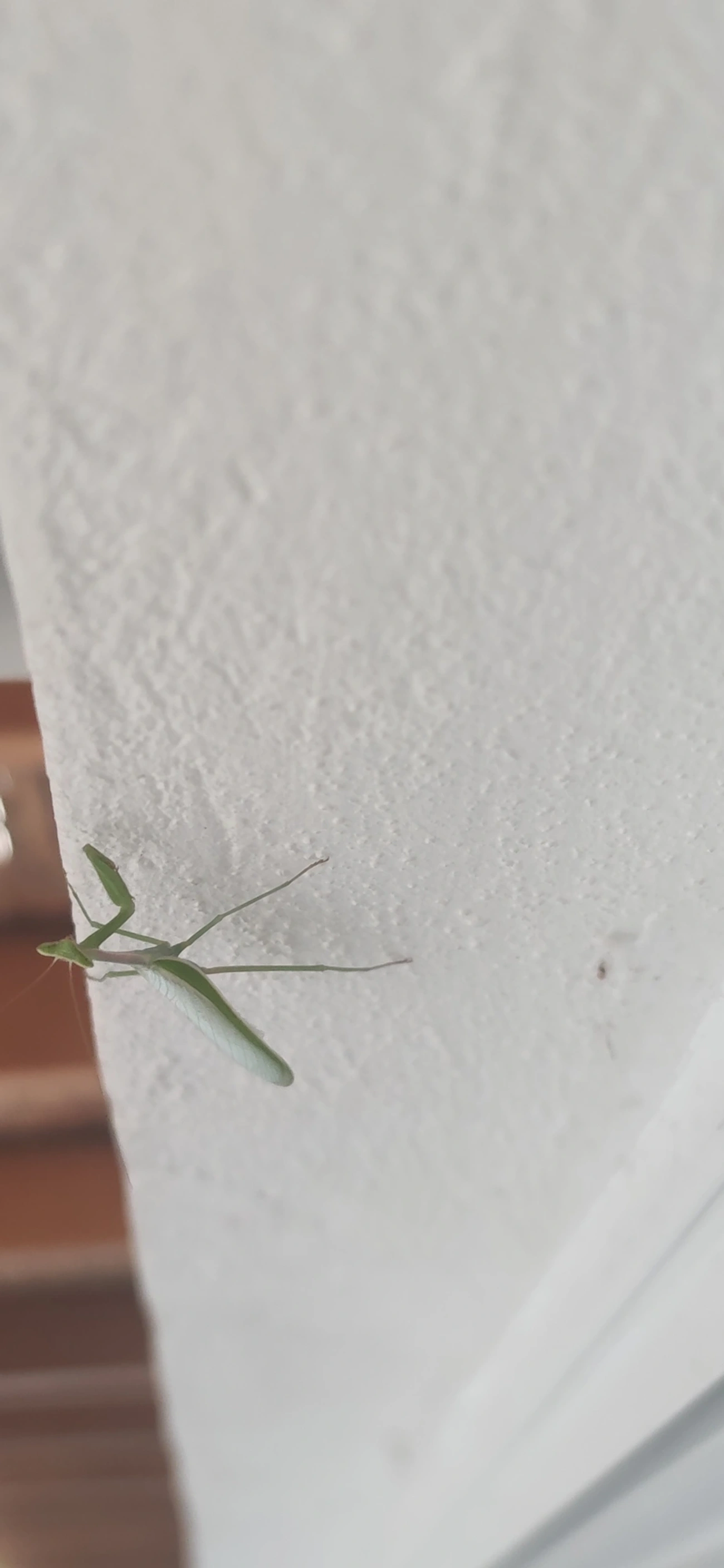 Oxyopsis, insetos, fotografado em Maresias, São Sebastião