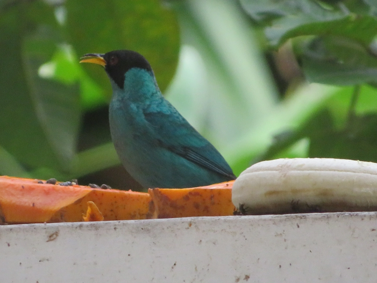 Saí-verde (Chlorophanes spiza), aves, fotografado em Maresias, São Sebastião