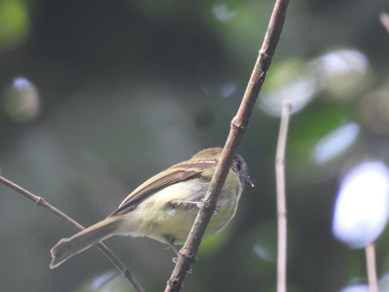 Cabeçudo (Leptopogon amaurocephalus), aves, fotografado em Maresias, São Sebastião