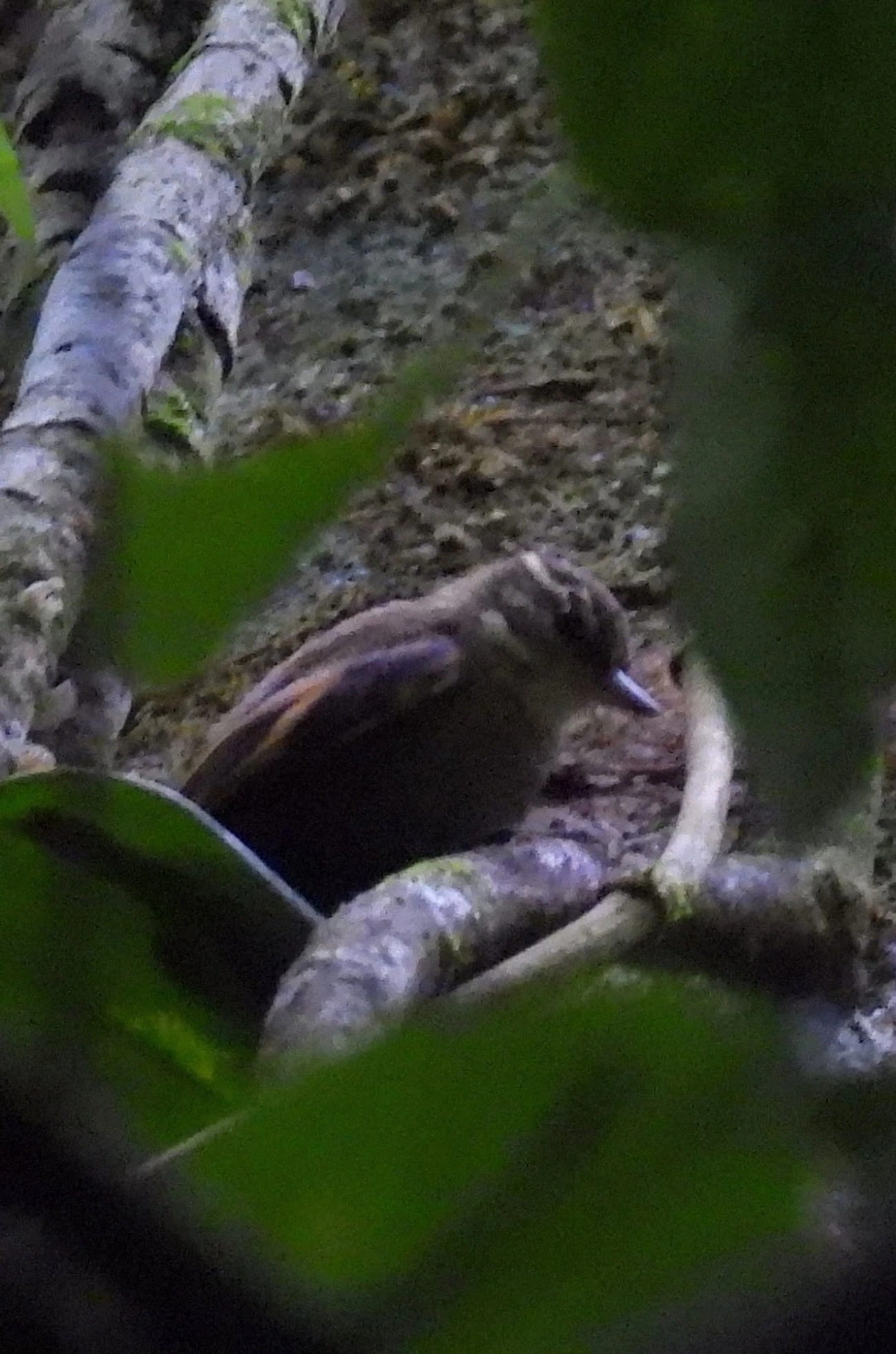 Bico-virado-miúdo (Xenops minutus), aves, fotografado em Maresias, São Sebastião