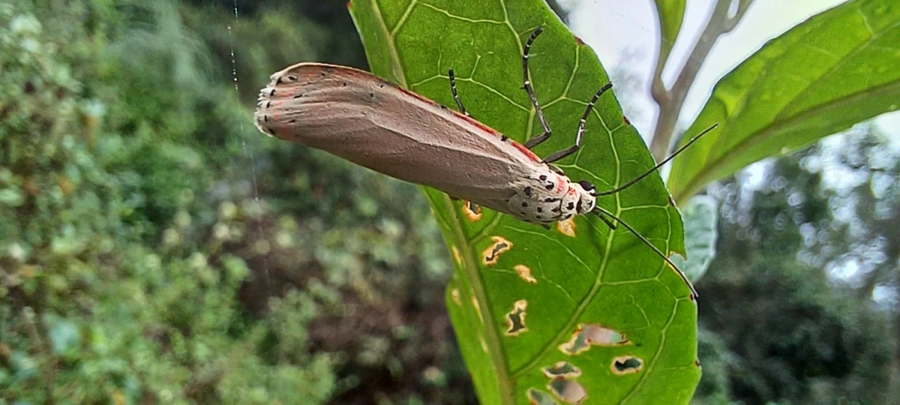 Mariposa-Ornatrix (Utetheisa ornatrix), insetos, fotografado em Maresias, São Sebastião