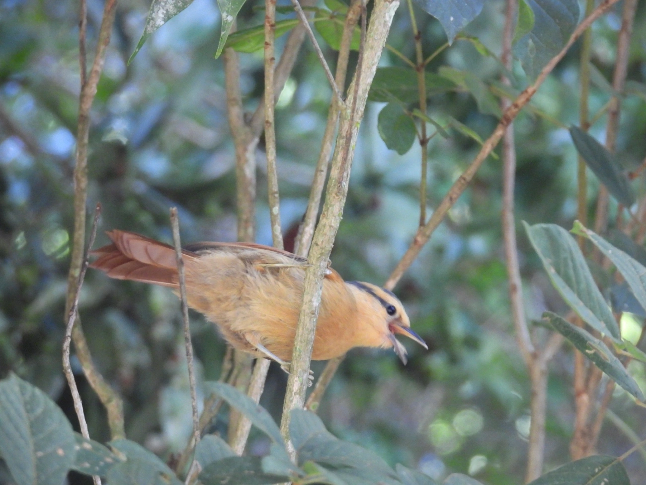 Limpa-folha-de-testa-baia (Dendroma rufa), aves, fotografado em Queluz