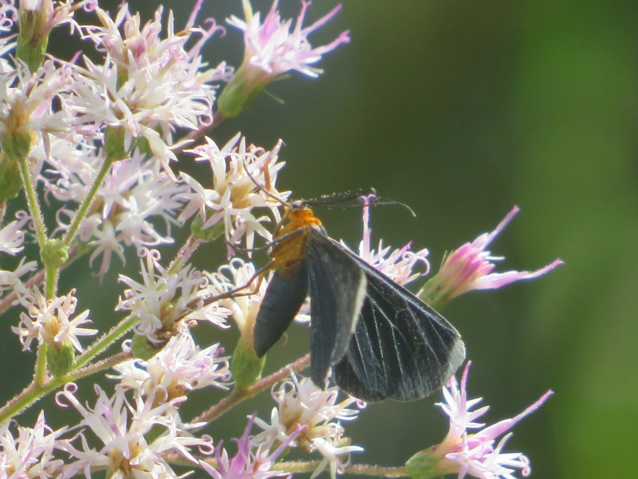 Preta-de-pontas-brancas (Melanchroia chephise), insetos, fotografado em Maresias, São Sebastião