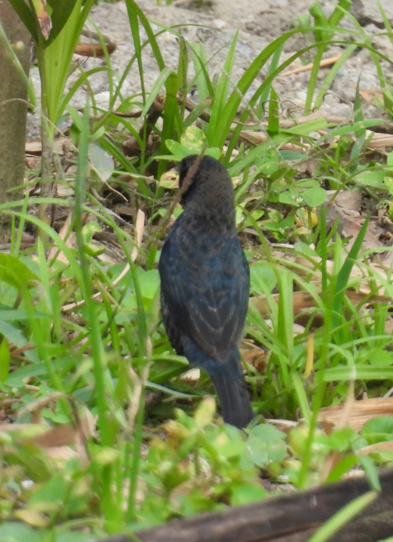Tiziu (Volatinia jacarina), aves, fotografado em Maresias, São Sebastião