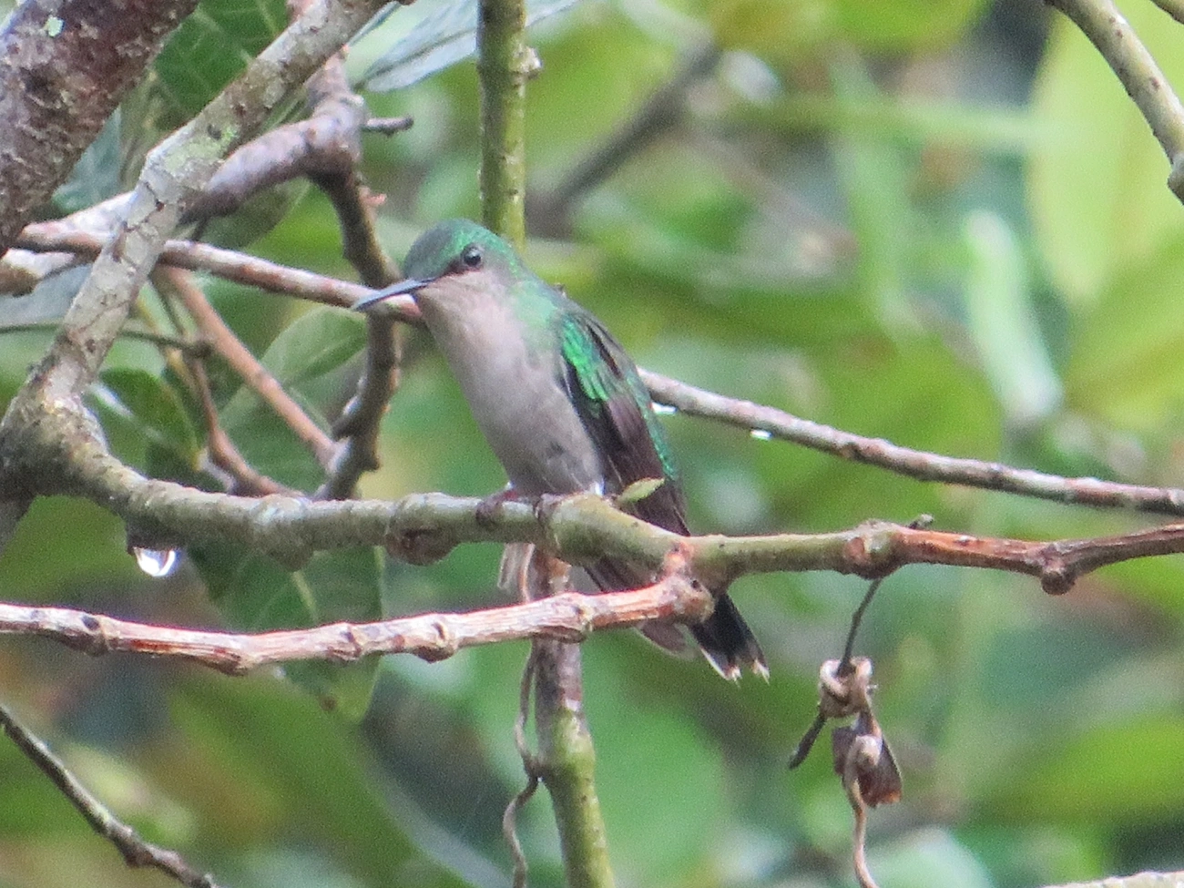 Beija-flor-de-fronte-violeta (Thalurania glaucopis), aves, fotografado em Maresias, São Sebastião