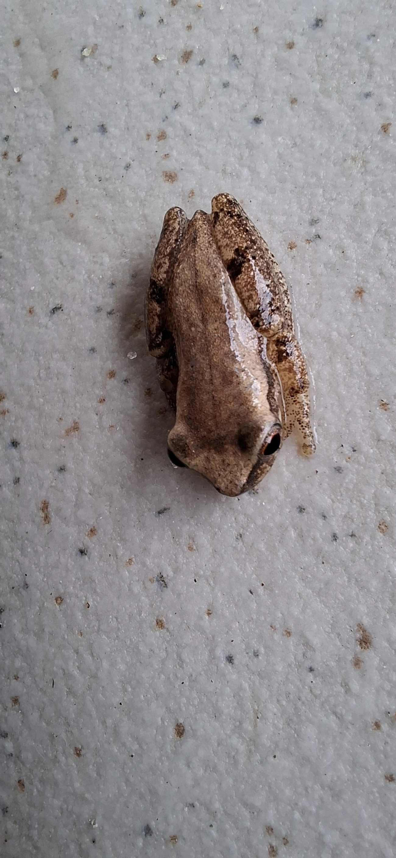 Dendropsophus, anfíbios, fotografado em Maresias, São Sebastião