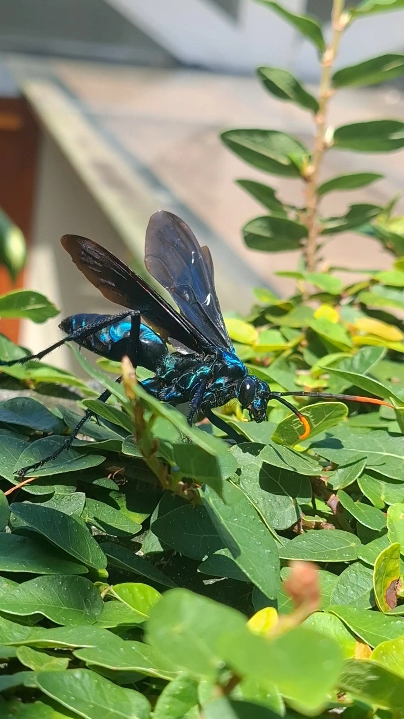 Vespa-caçadora-de-caranguejeira (Pepsis ruficornis), insetos, fotografado em Maresias, São Sebastião