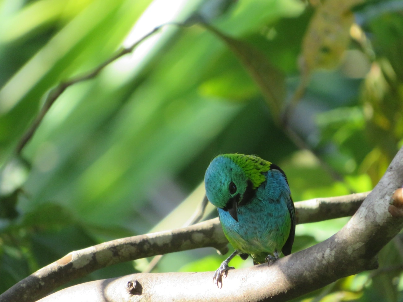 Saíra-sete-cores (Tangara seledon), aves, fotografado em Maresias, São Sebastião