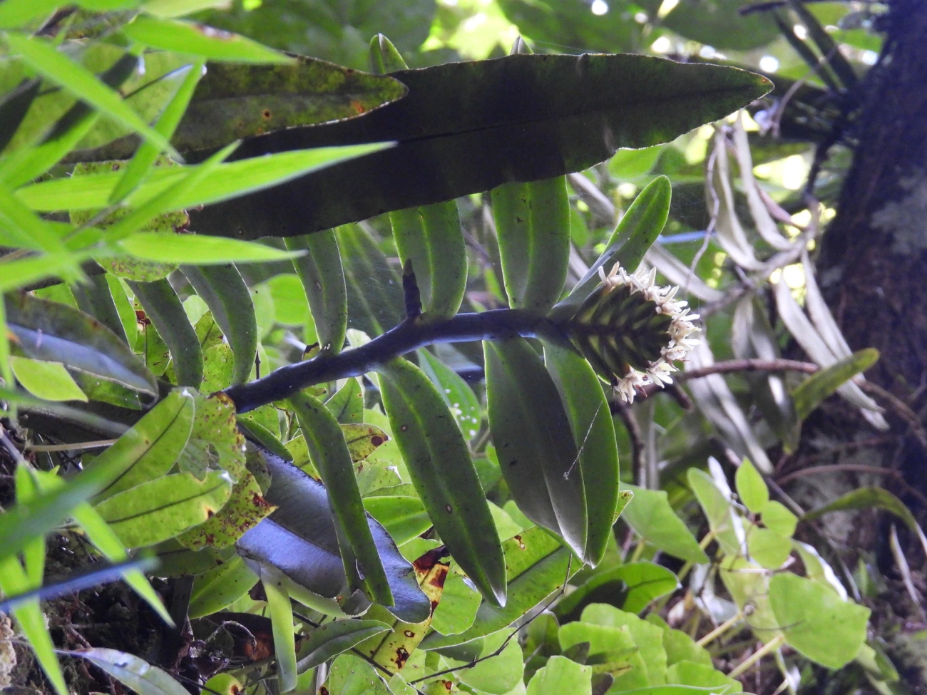 Epidendrum paranaense, plantas, fotografado em Resende