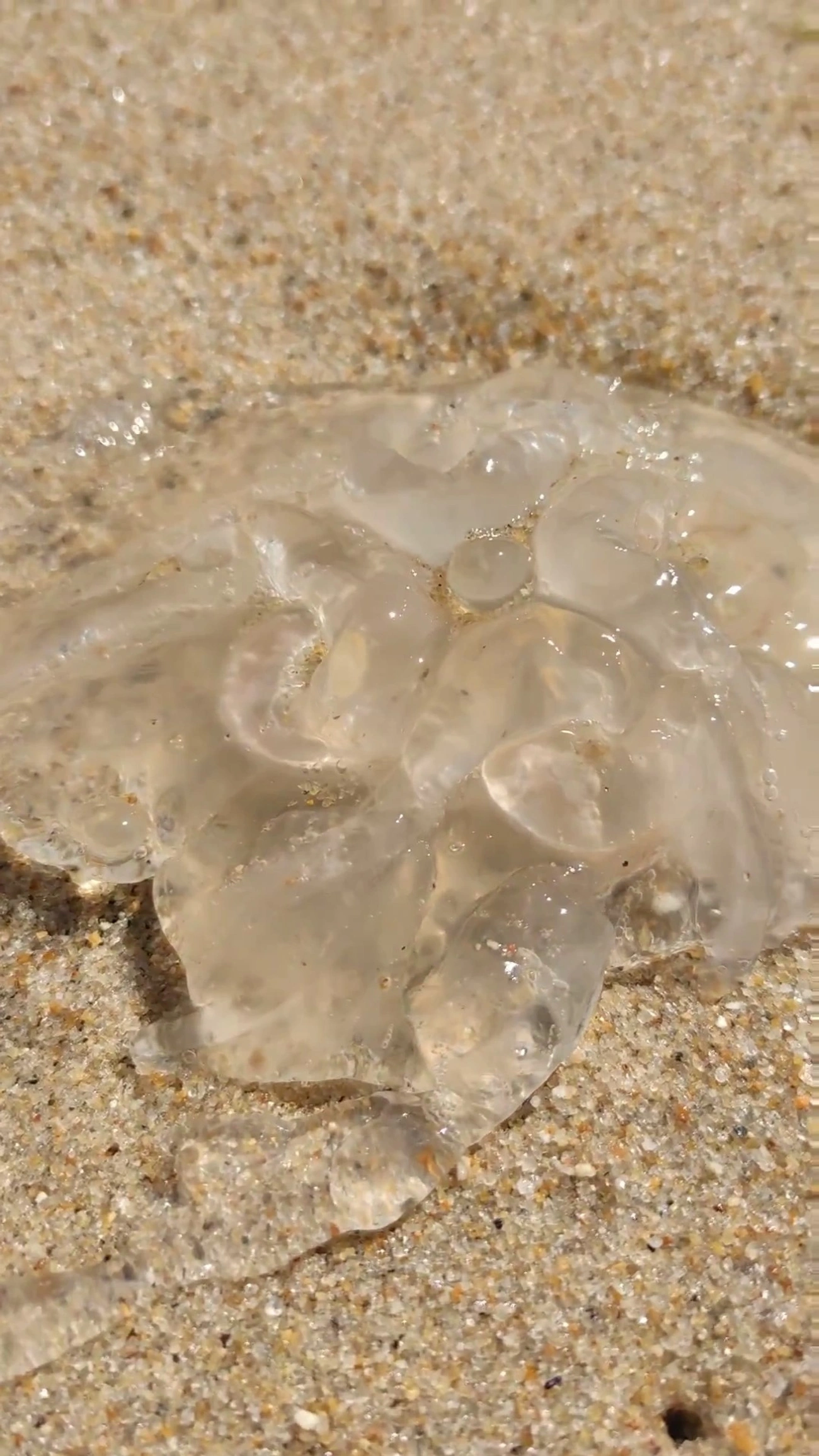 Águas-vivas (Scyphozoa), cnidários, fotografado em Maresias, São Sebastião