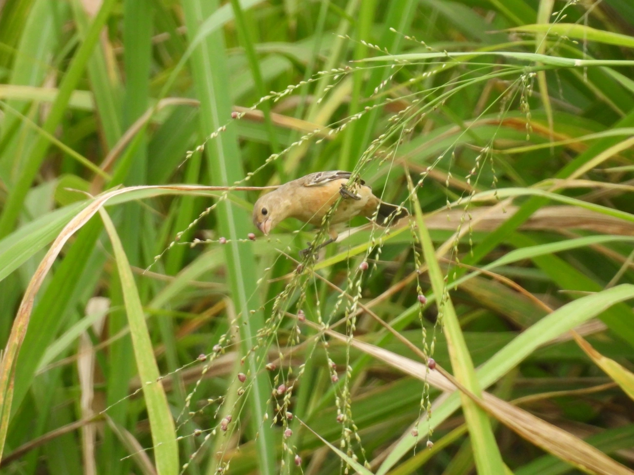 Caboclinhos e Papa-capins (Sporophila), aves, fotografado em Maresias, São Sebastião