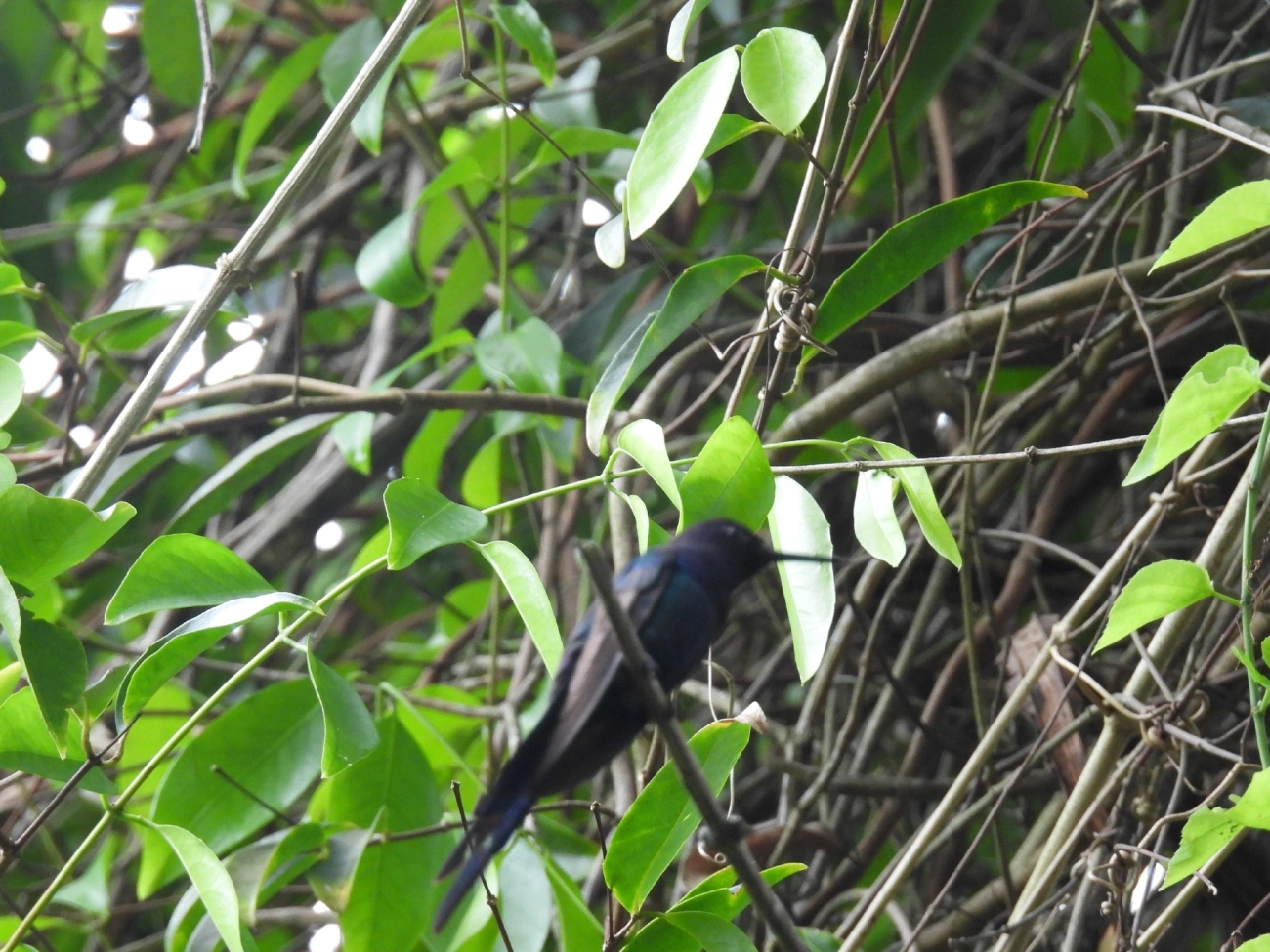 Beija-flor-tesoura (Eupetomena macroura), aves, fotografado em Maresias, São Sebastião
