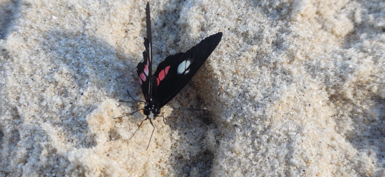 Branca-mimética (Archonias brassolis), insetos, fotografado em Maresias, São Sebastião