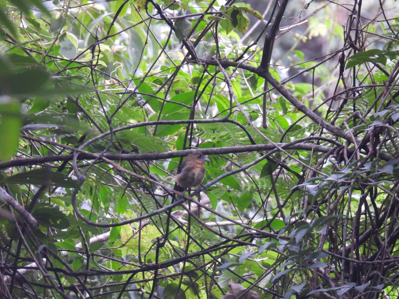 Tiê-de-topete (Trichothraupis melanops), aves, fotografado em Bom Fim do Bom Jesus, Cabreúva