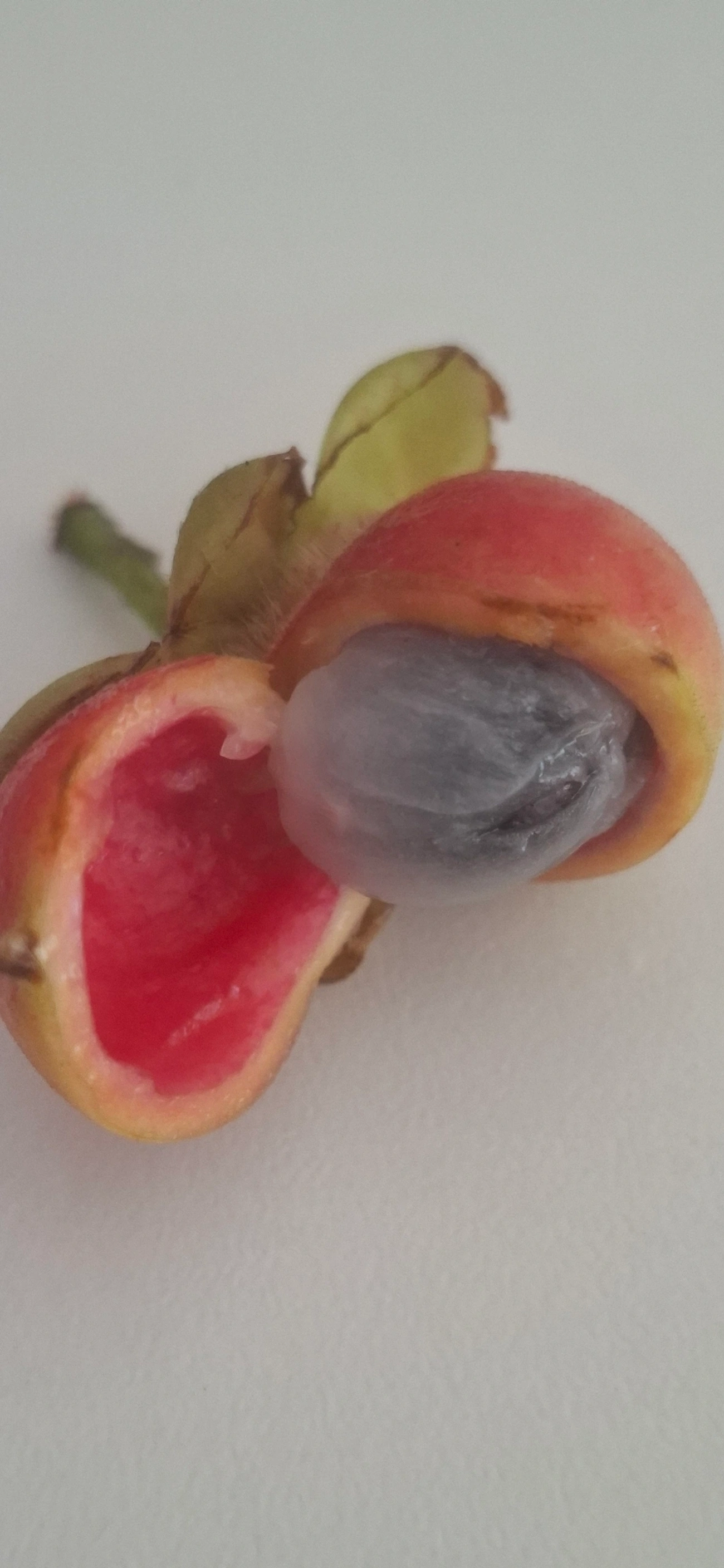 Doliocarpus, plantas, fotografado em Maresias, São Sebastião