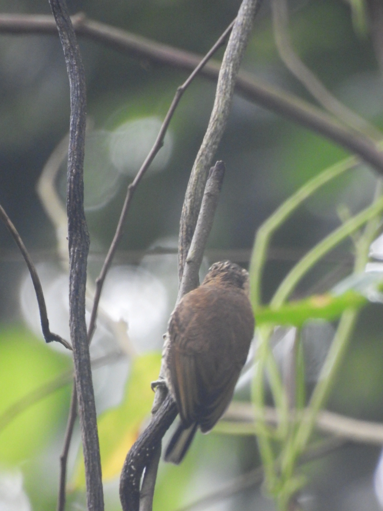 Pica-paus anões (Picumnus), aves, fotografado em Bonete, Ilhabela