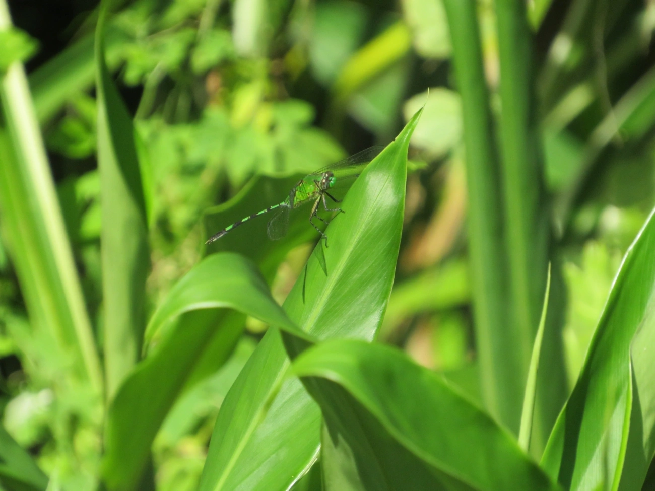 Libélula-verde (Erythemis vesiculosa), insetos, fotografado em Maresias, São Sebastião