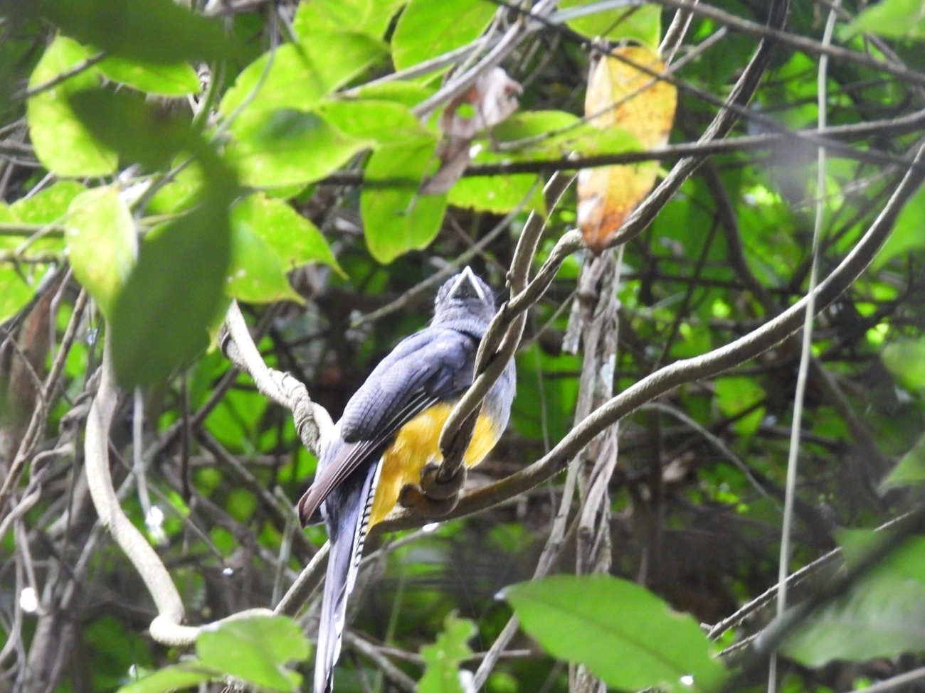 Surucuá-de-barriga-amarela (Trogon viridis), aves, fotografado em Maresias, São Sebastião