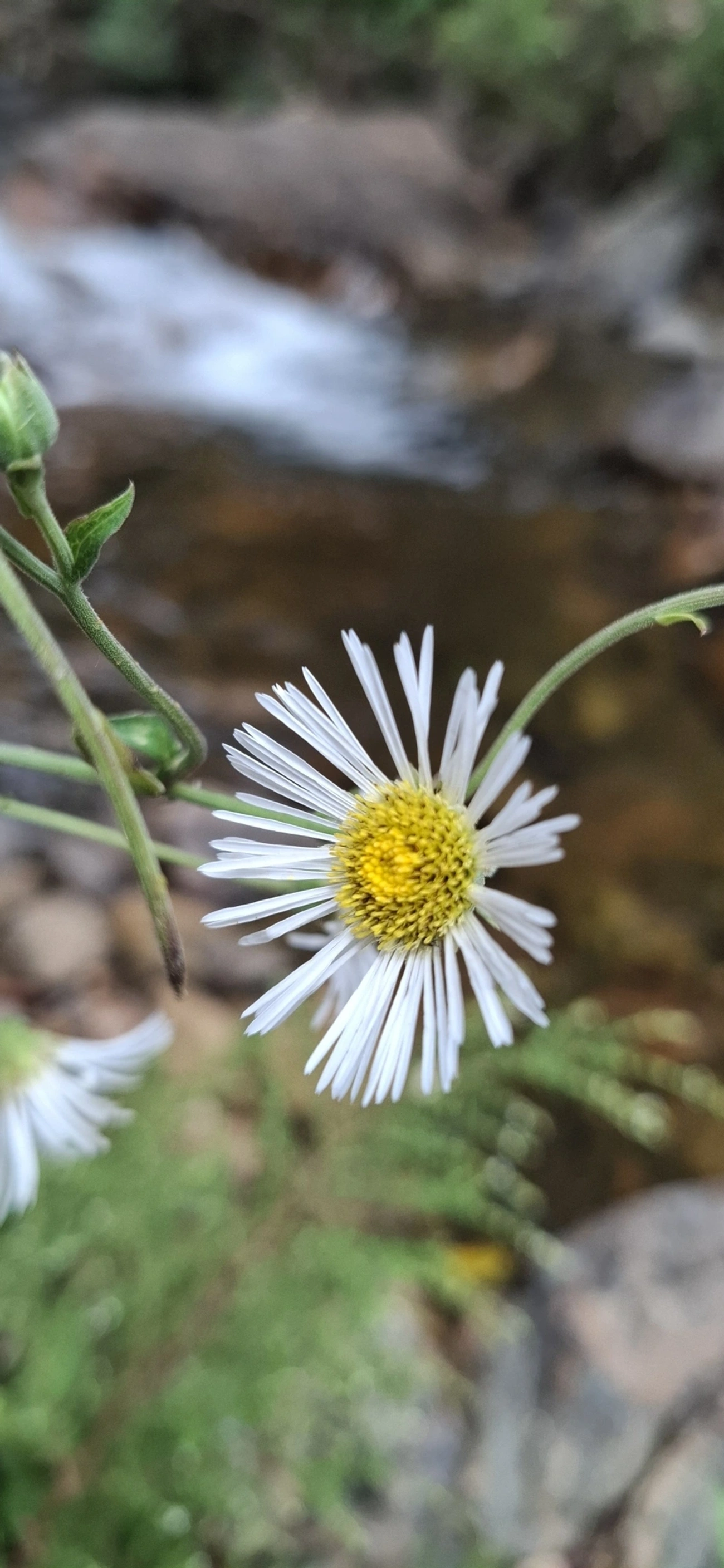 Margaridão-do-banhado (Leptostelma maximum), plantas, fotografado em Itamonte