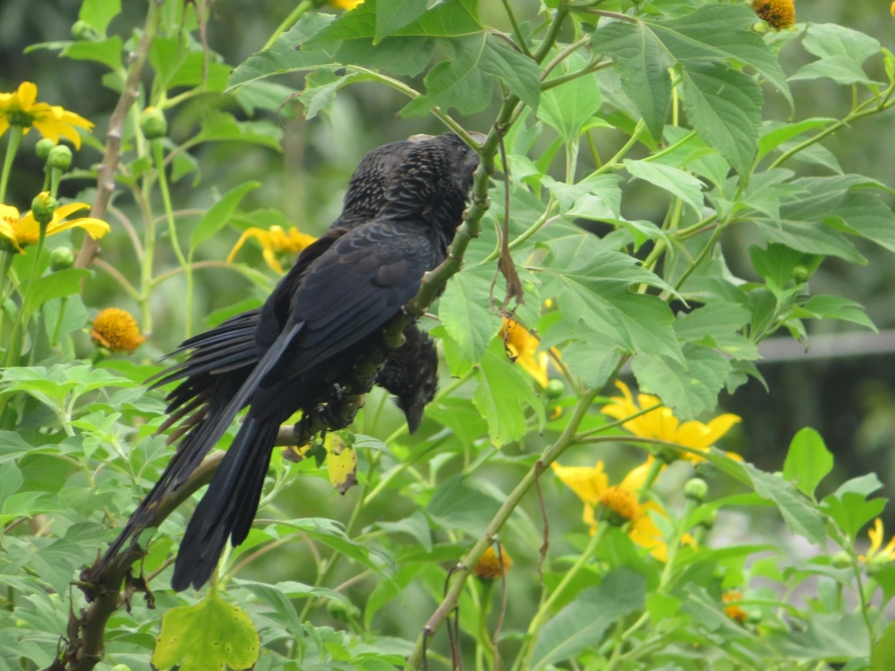 Anu-preto (Crotophaga ani), aves, fotografado em Maresias, São Sebastião