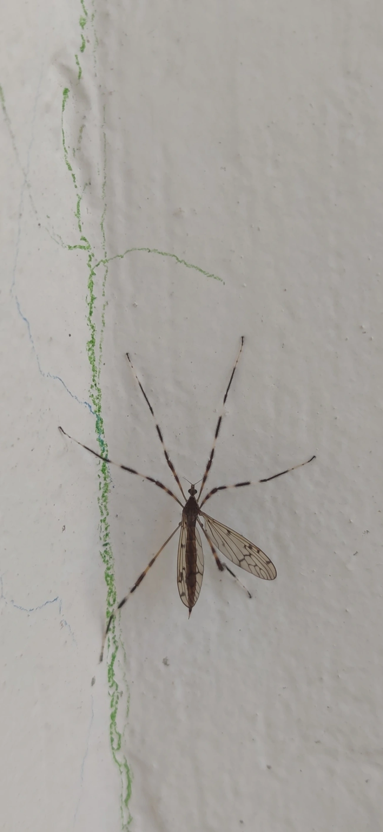 Lecteria bicornuta, insetos, fotografado em Maresias, São Sebastião