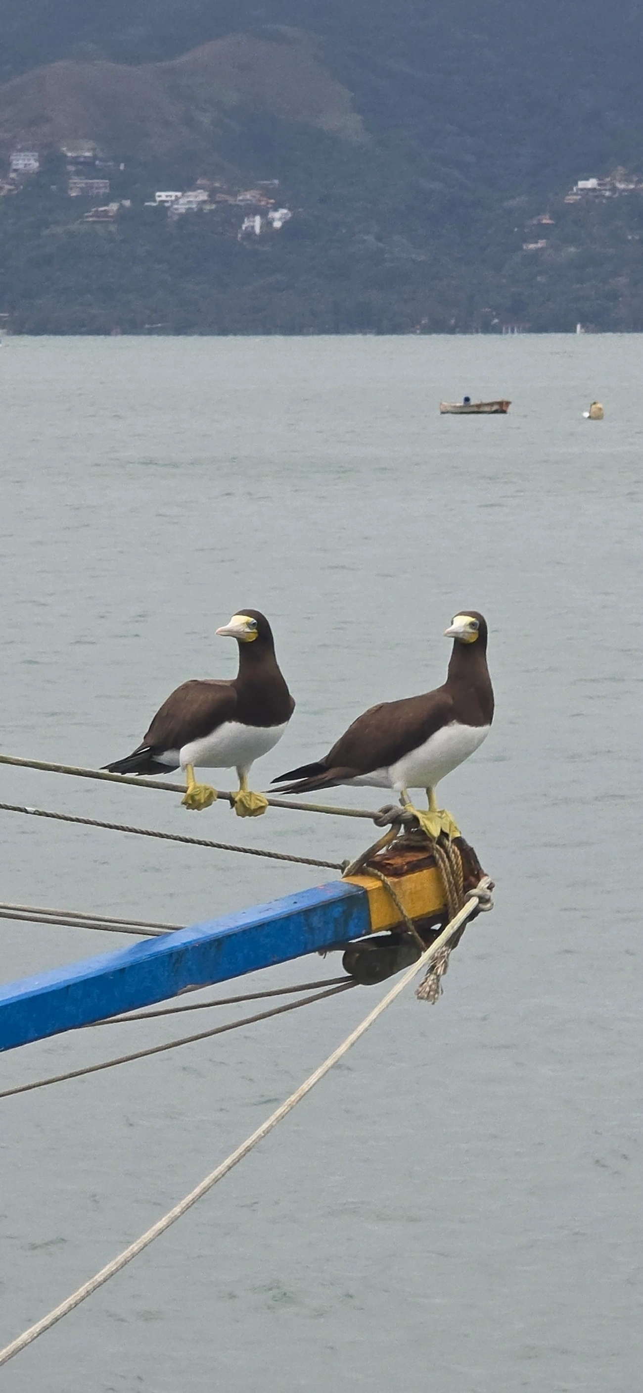 Atobá-pardo (Sula leucogaster), aves, fotografado em Maresias, São Sebastião