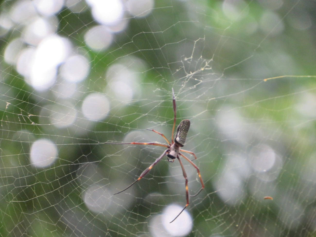 Aranha-de-teia-dourada (Trichonephila clavipes), aracnídeos, fotografado em Maresias, São Sebastião
