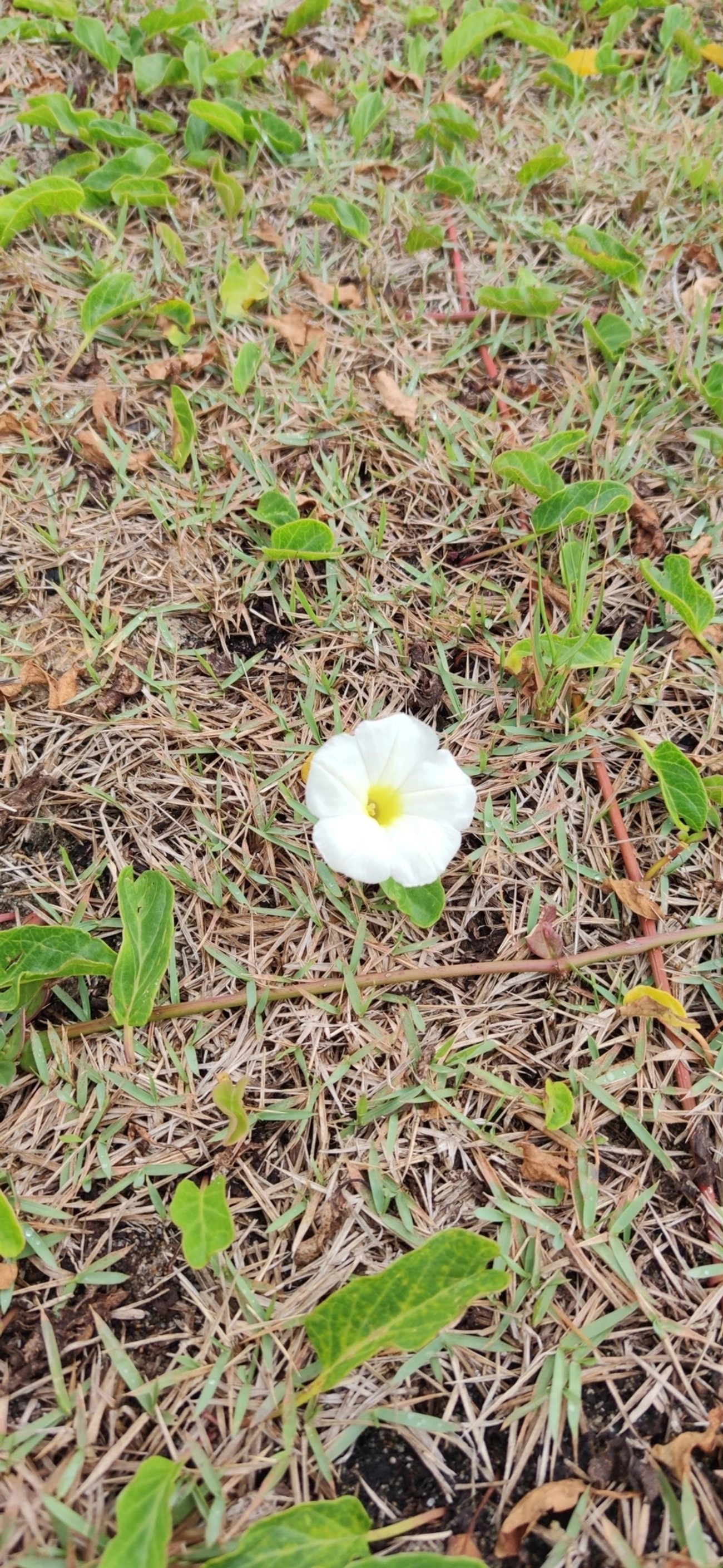 Campainha-branca (Ipomoea imperati), plantas, fotografado em Caraguatatuba
