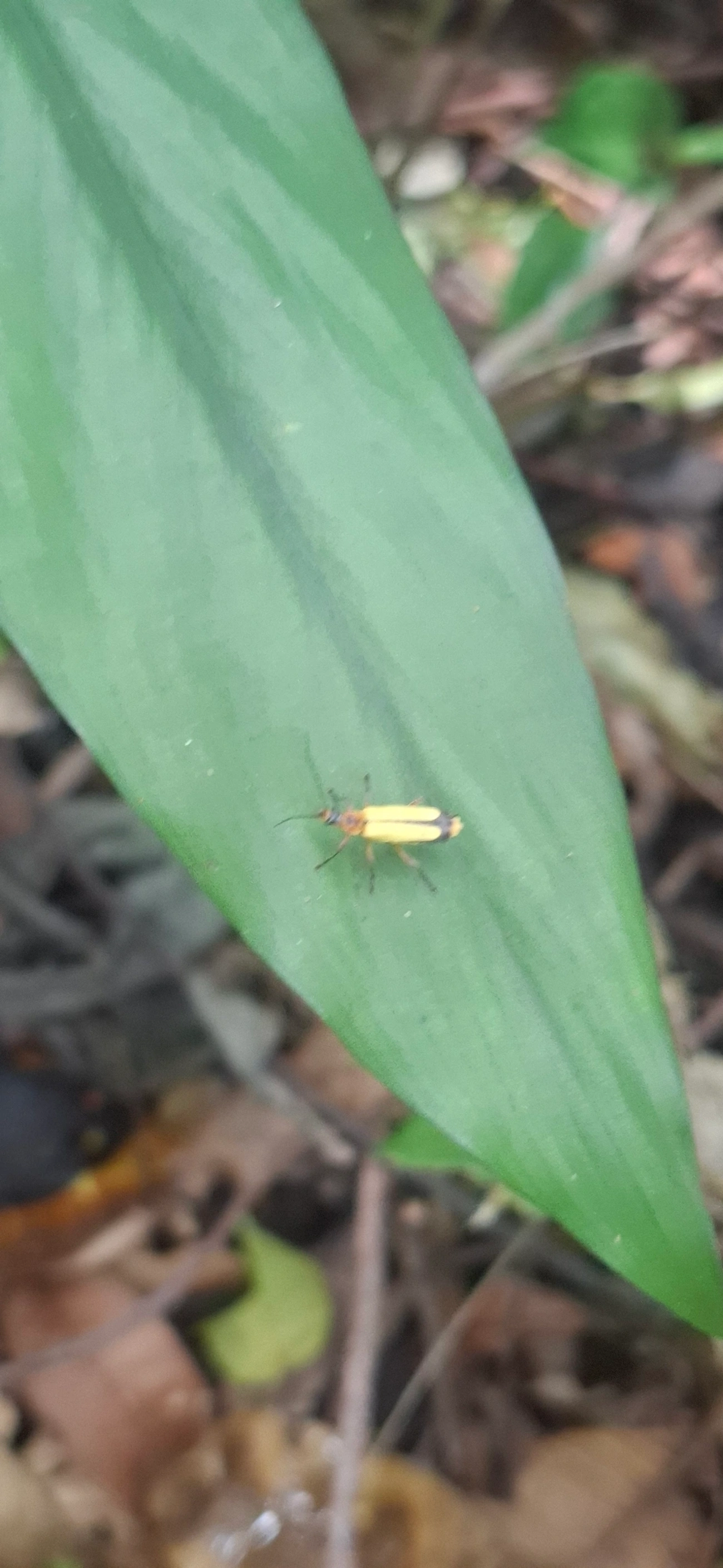 Cantarídeos (Cantharidae), insetos, fotografado em São Sebastião