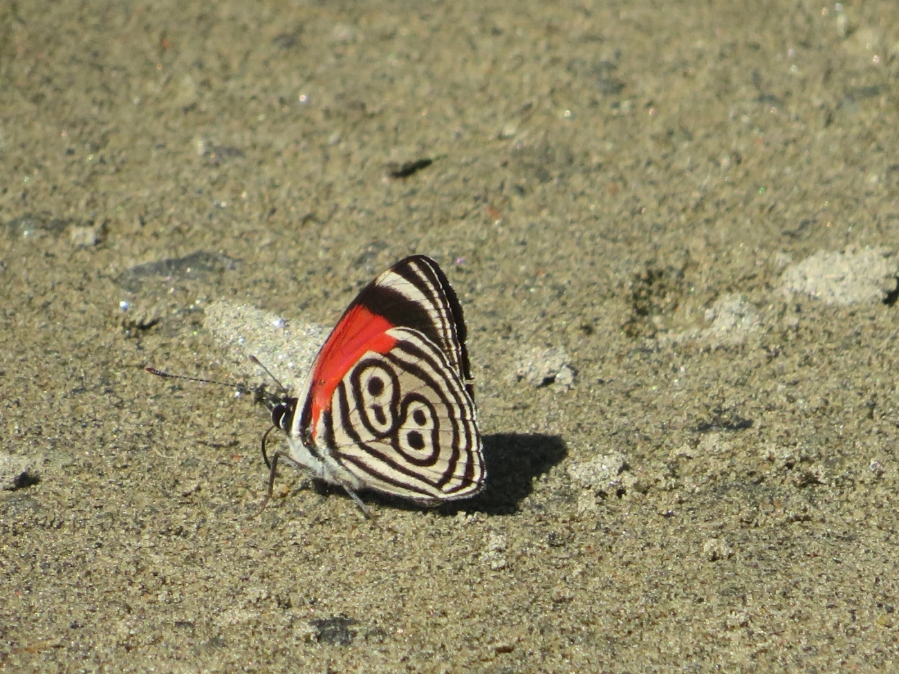 Borboleta-oitenta-e-oito (Diaethria clymena), insetos, fotografado em Maresias, São Sebastião
