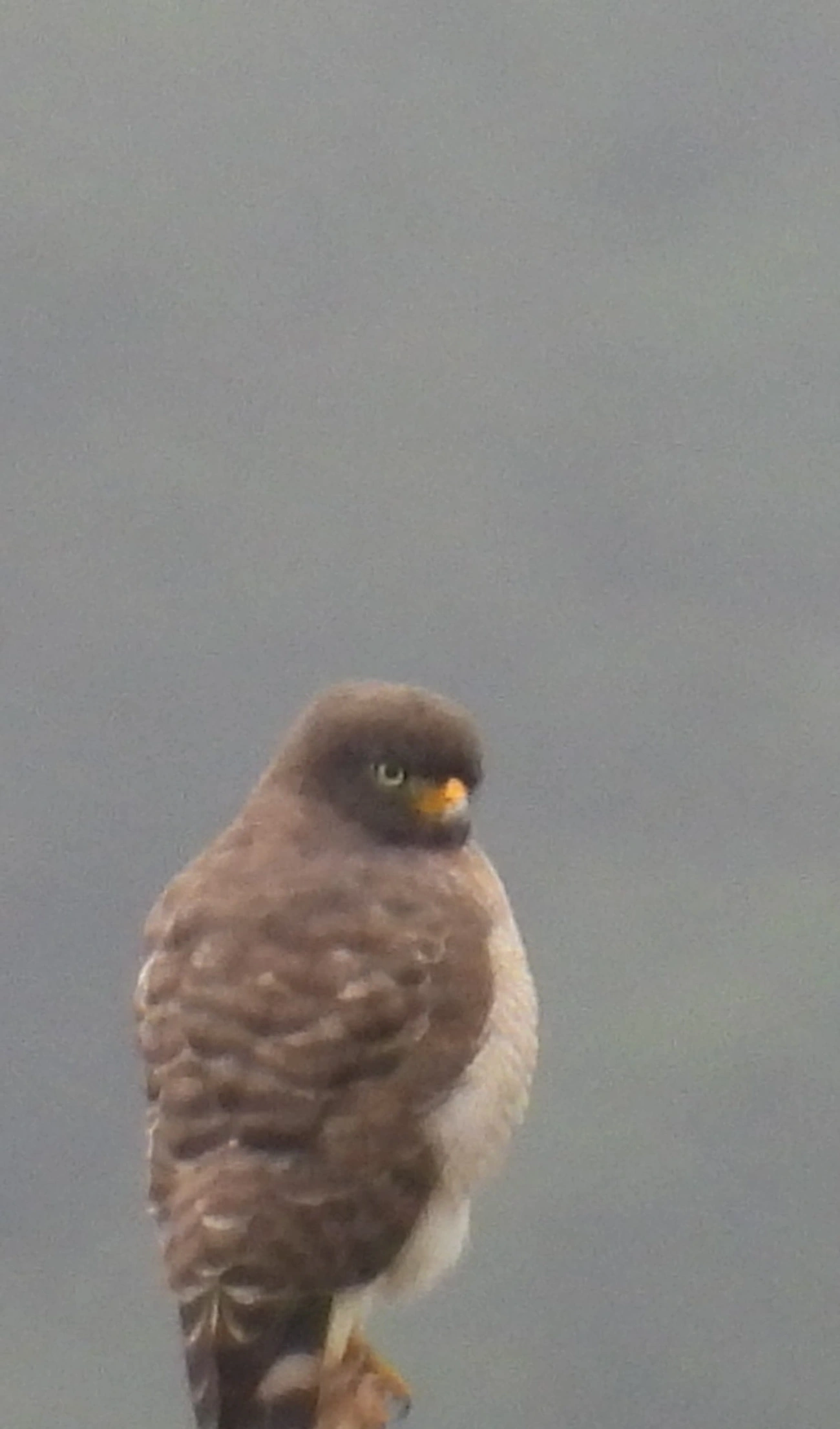 Gavião-carijó (Rupornis magnirostris), aves, fotografado em Maresias, São Sebastião