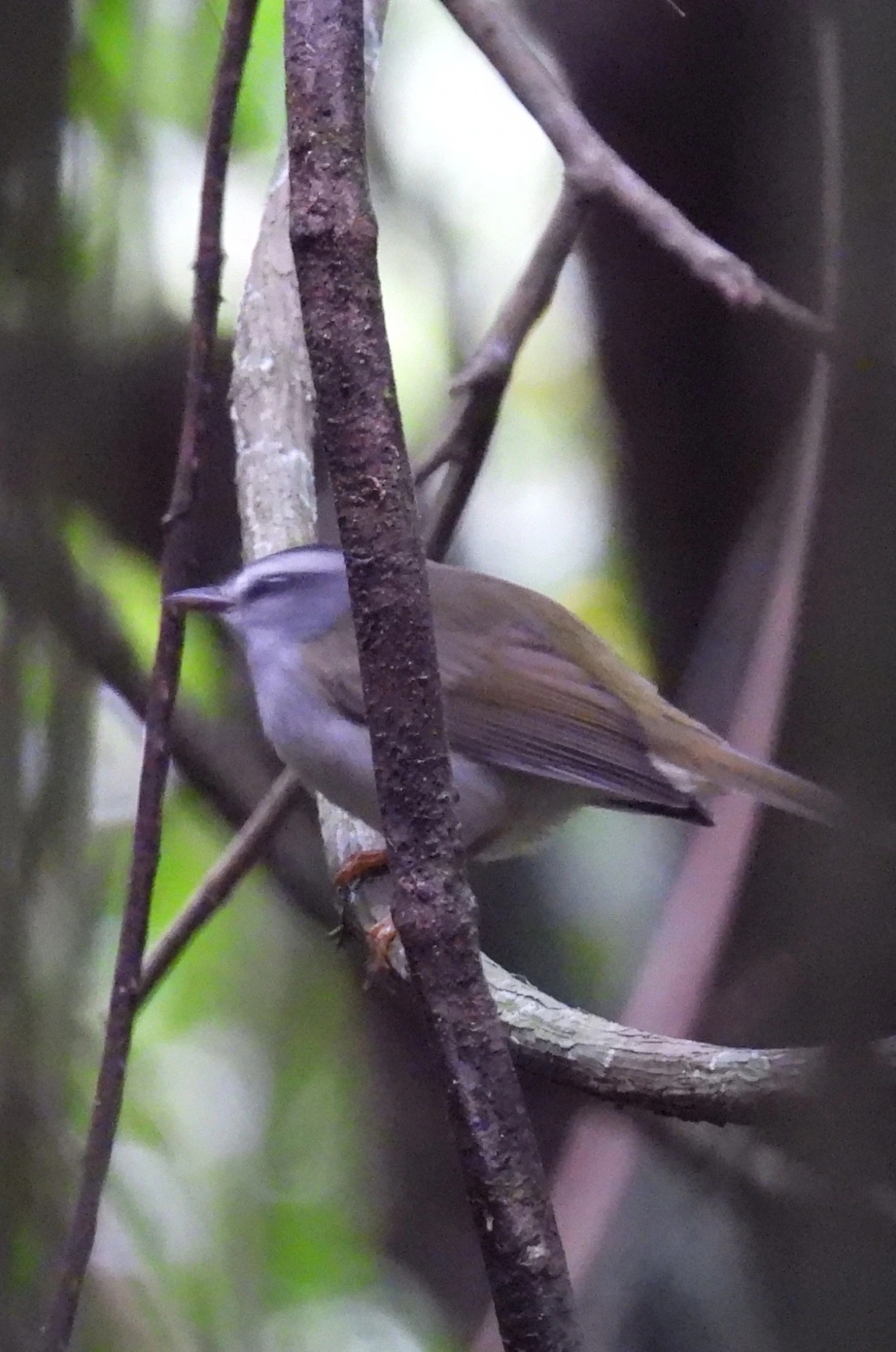 Pula-Pula (Basileuterus culicivorus), aves, fotografado em Cabreúva